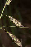 Barratt's sedge